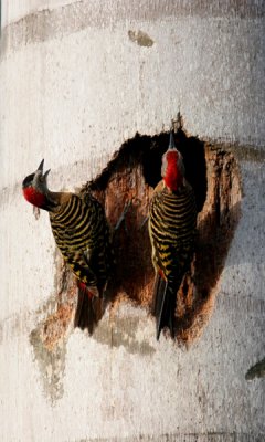 Hispanoilan woodpecker