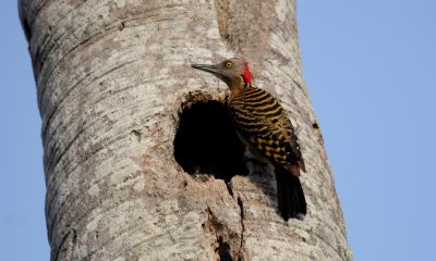 Hispanoilan woodpecker