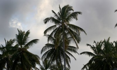 Royal palms