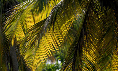 Palms