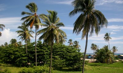 Palms