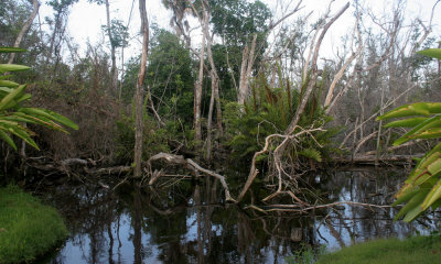Swamp