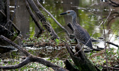 Yellow-crowned night heron