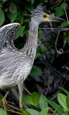 Yellow-crowned night heron