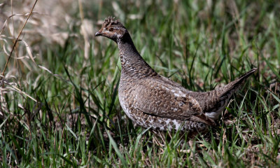 Blue grouse f