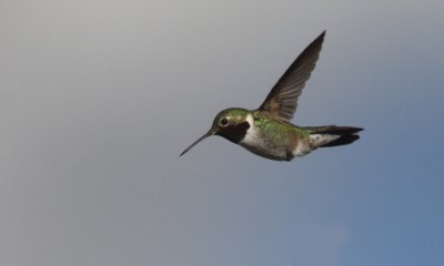 Broadwinged hummingbird