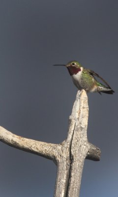 Broadwinged hummingbird