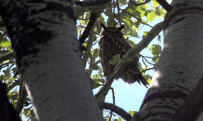 Great horned owl