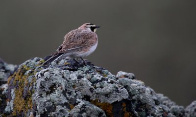 Horned lark