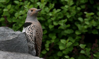 Northern flicker