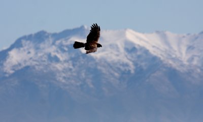 Northern harrier