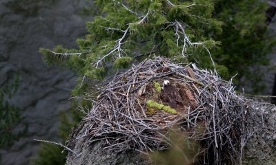 Osprey