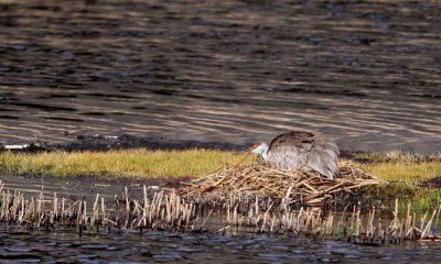 Sandhill crane