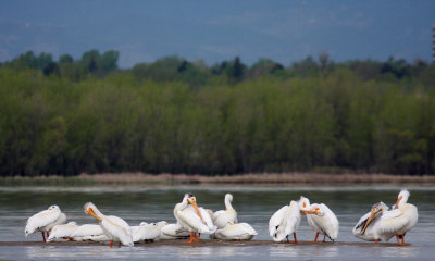 White pelican