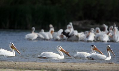 White pelican