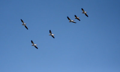 White pelican