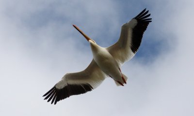 White pelican