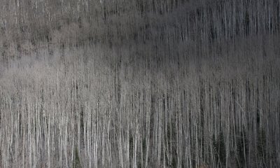 Maroon Bells area, Aspen