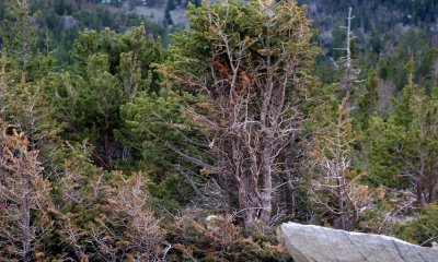 Rocky Mountain National Park scenery