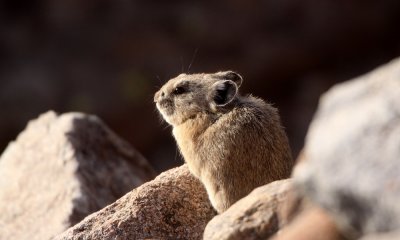 Mammals of Colorado