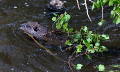 Beaver