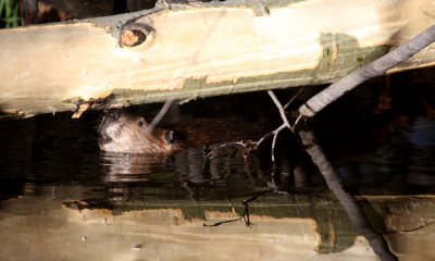 Beaver
