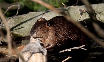 Beaver