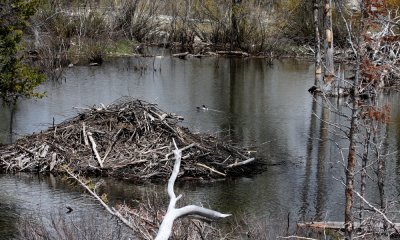 Beaver lodge