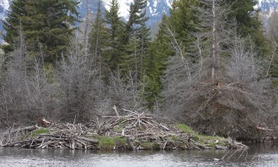 Beaver lodge