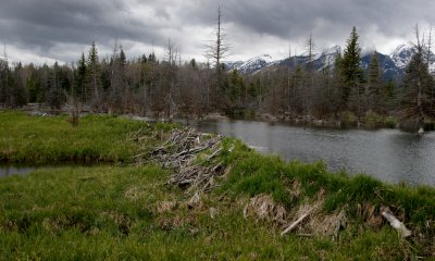 Beaver dam