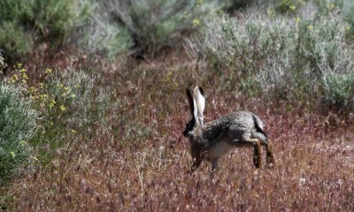 Blacktailed jackrabbit