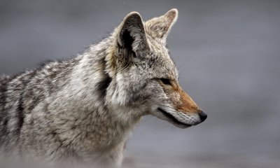 Coyote