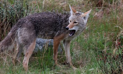 Coyote