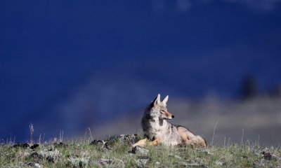 Coyote