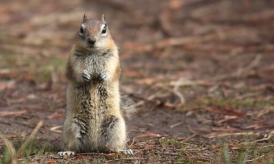 Golden mantled groundsquirrel