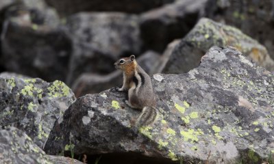 Golden mantled groundsquirrel