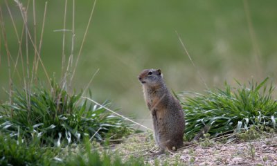 Unita groundsquirrel