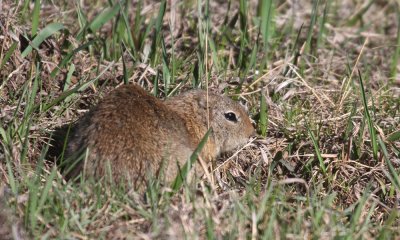 Wyoming groundsquirrel