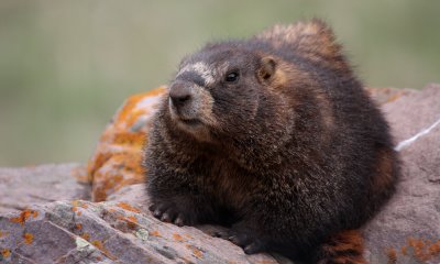 Yellow-bellied marmot
