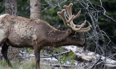 Bull elk in velvet