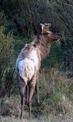 Bull elk in velvet