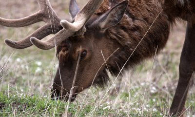 Bull elk in velvet