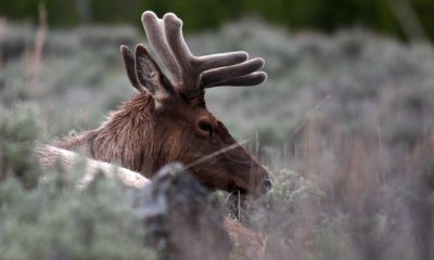 Bull elk in velvet