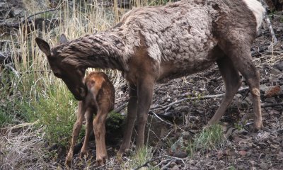 Elk with calf