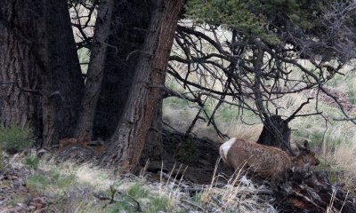 Elk  with calf