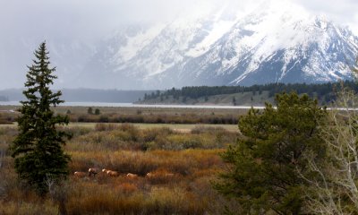 Elk scenic