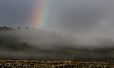 Elk with rainbow