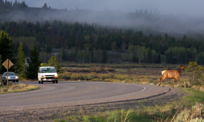Elk crossing road