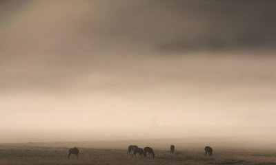 Elk in morning mist
