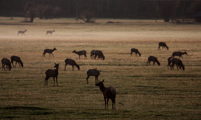 Elk in morning mist